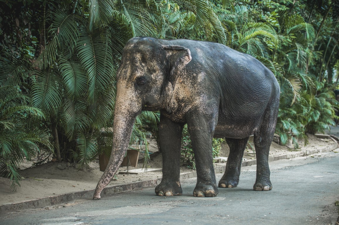 Asian Elephant