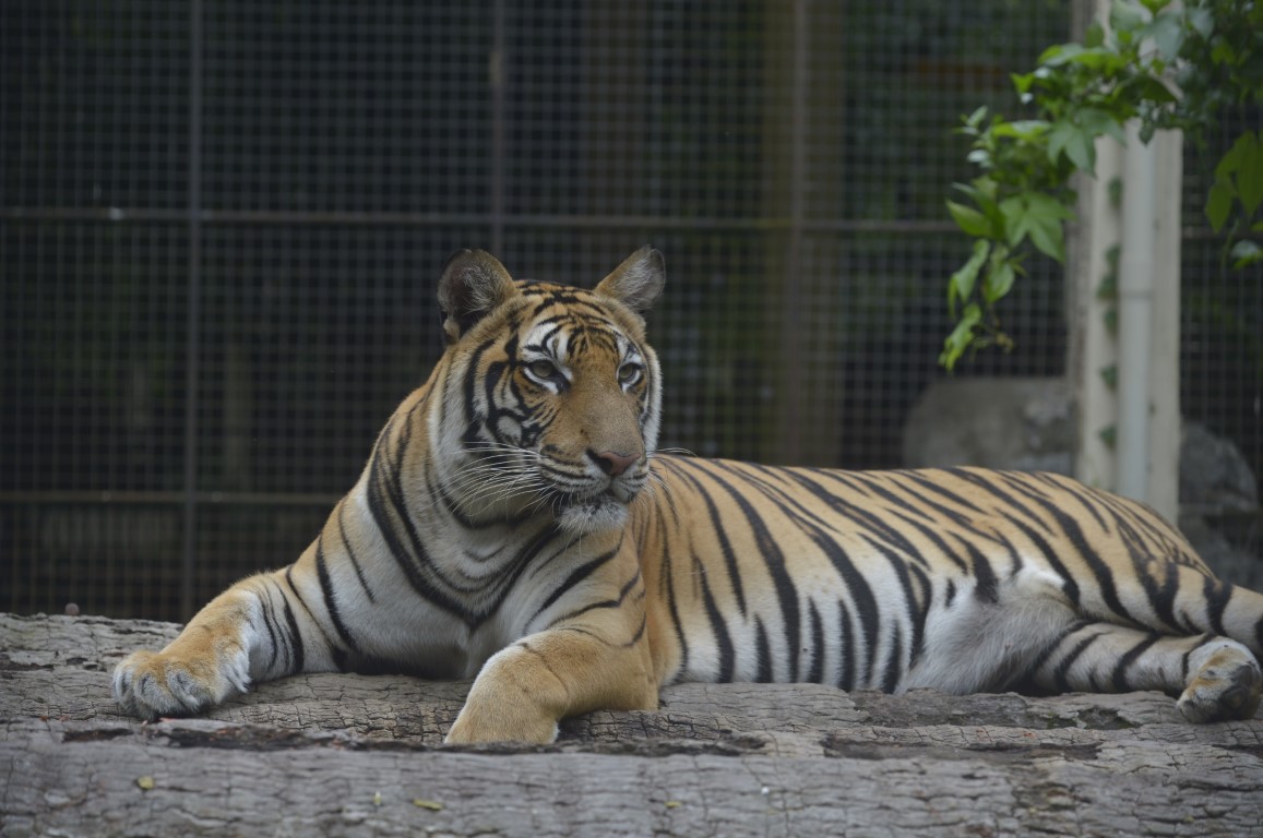 Bengal Tiger