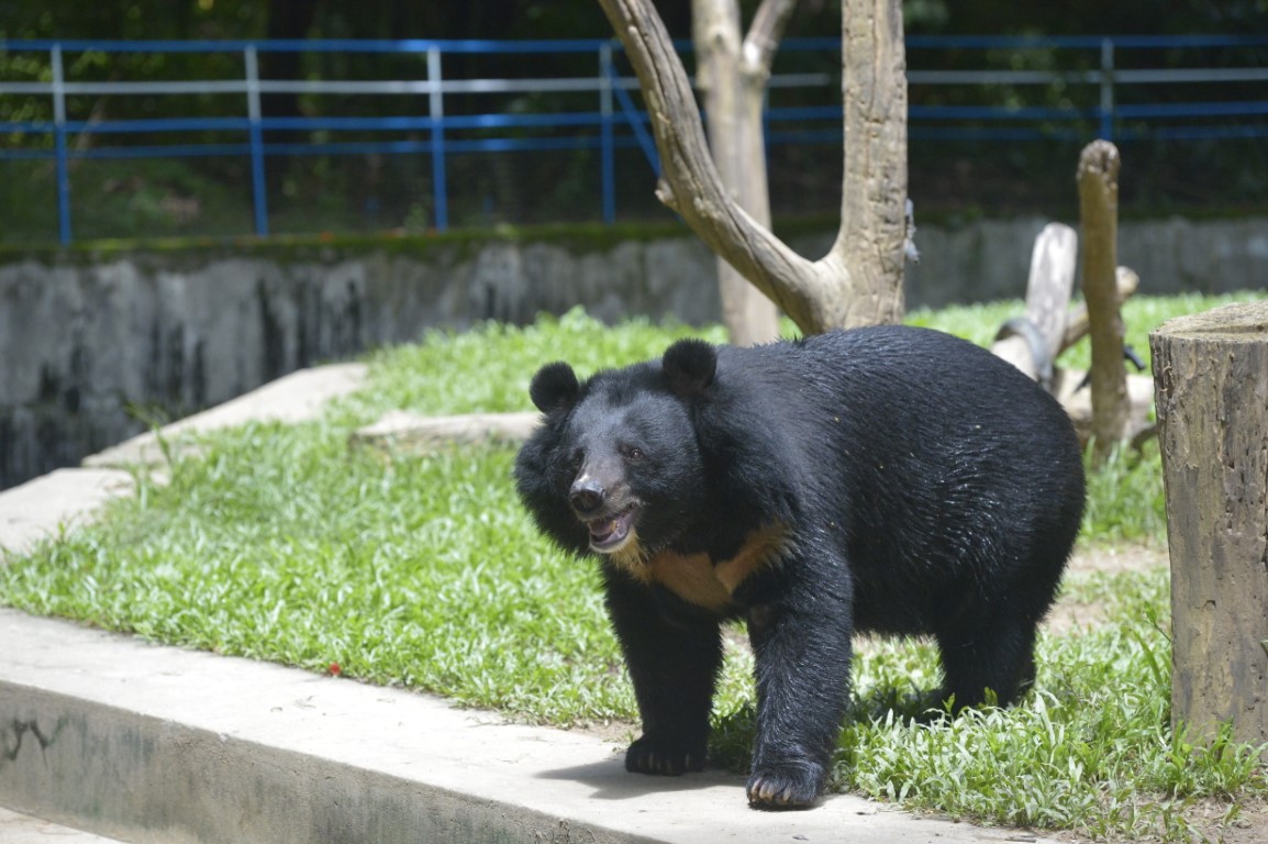 Asiatic black bear