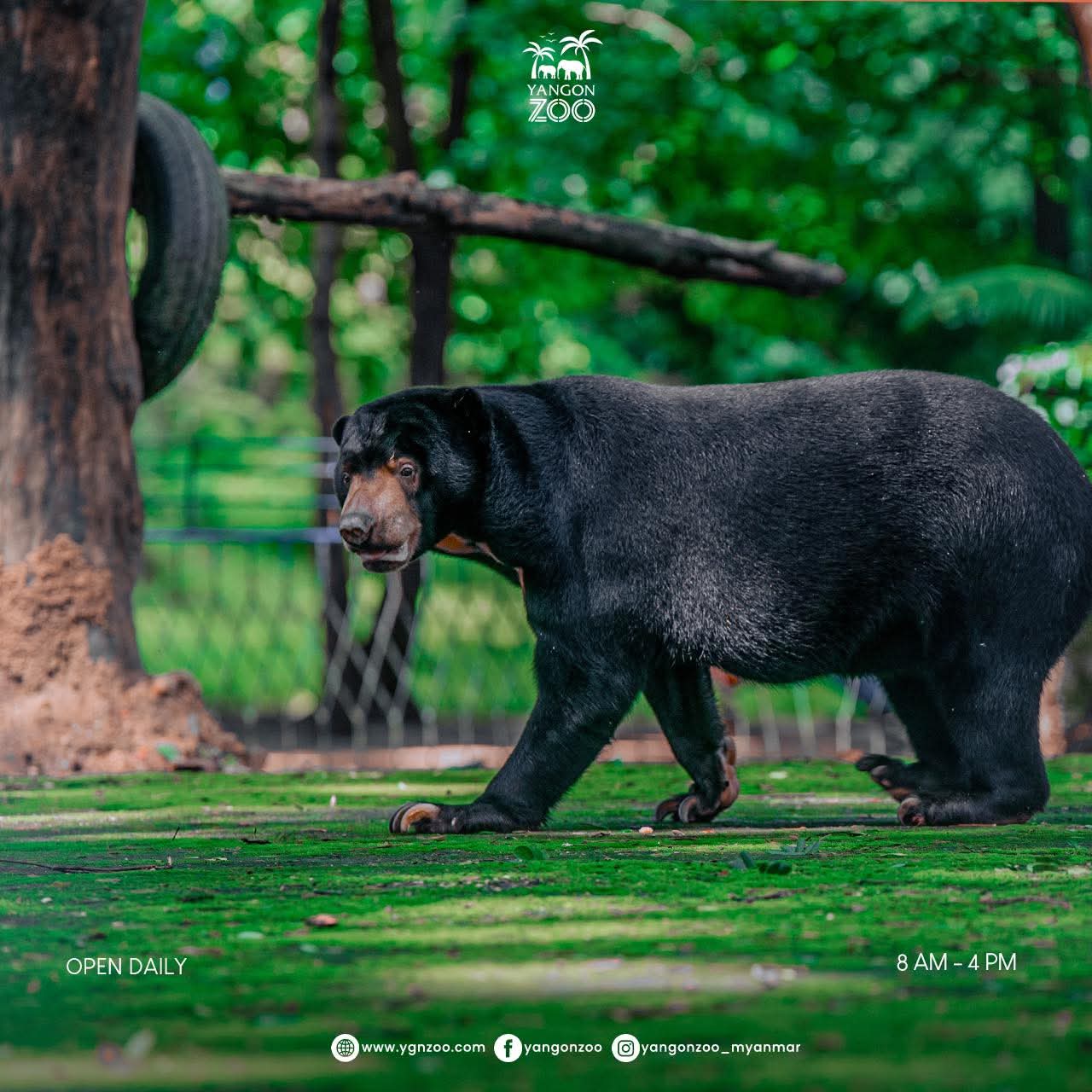 Sun Bear