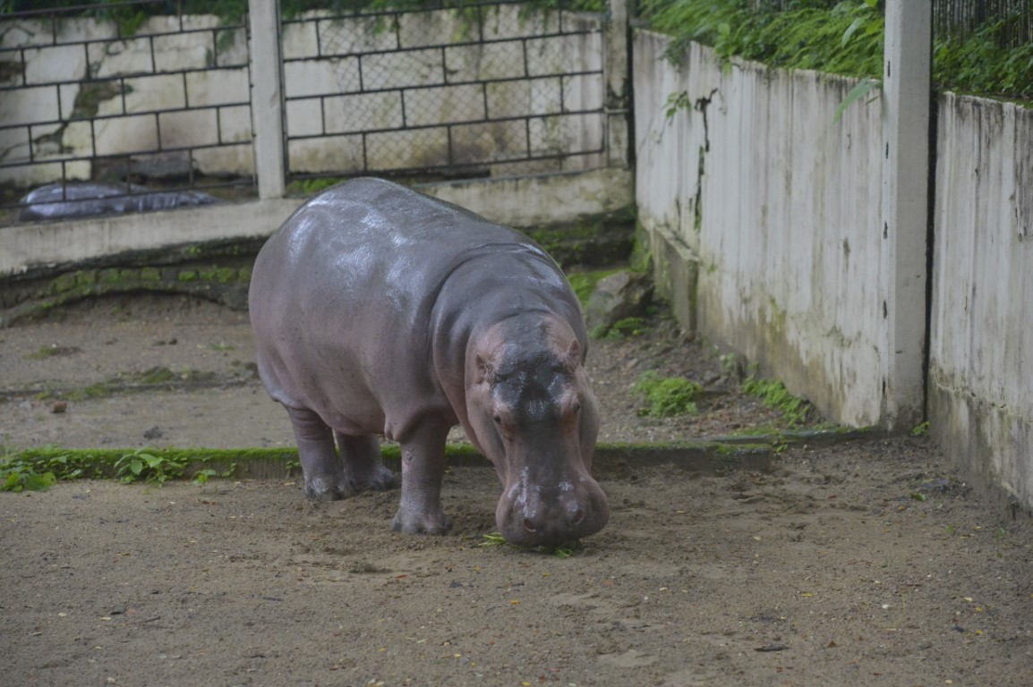 Hippopotamus