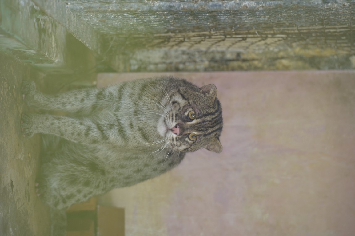 Fishing Cat