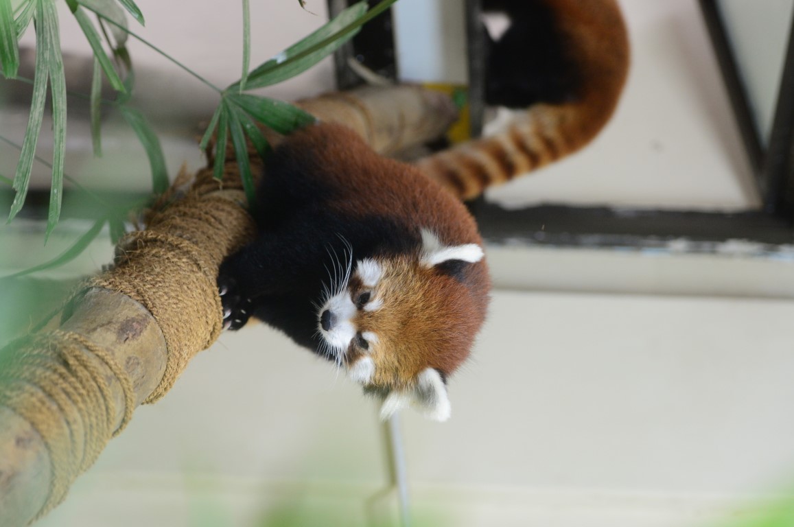 Red Panda
