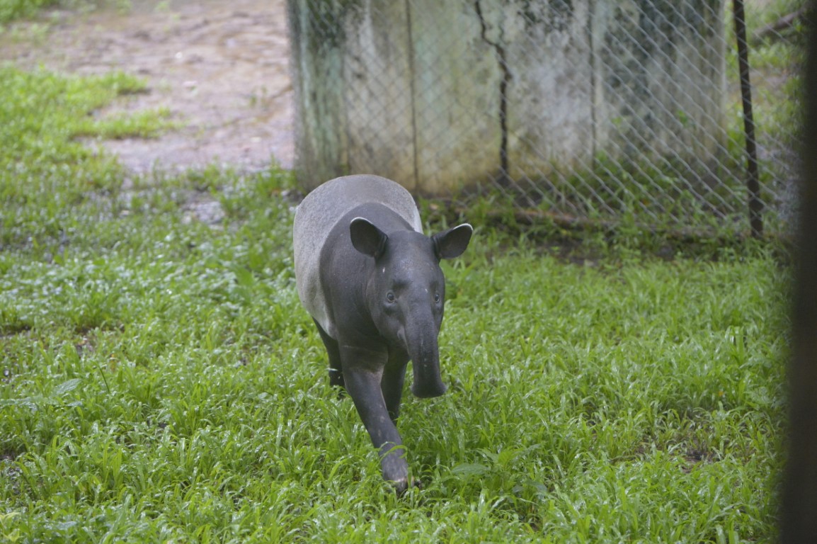 Malayan Tapir