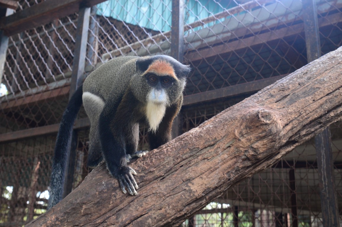 De Brazza’s Monkey