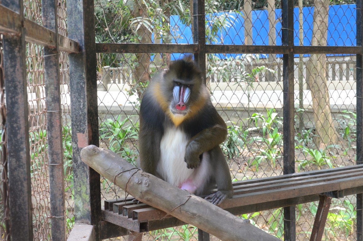Mandrill