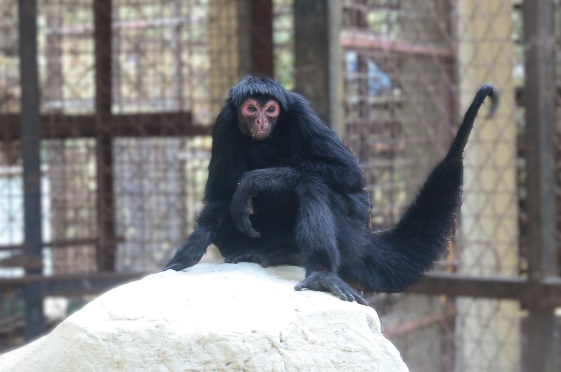 Brown Headed Spider Monkey
