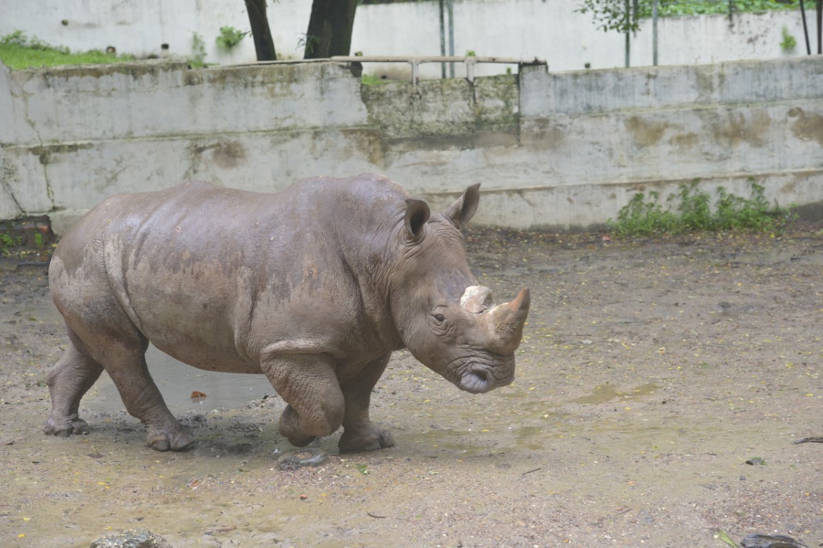 White Rhinoceros
