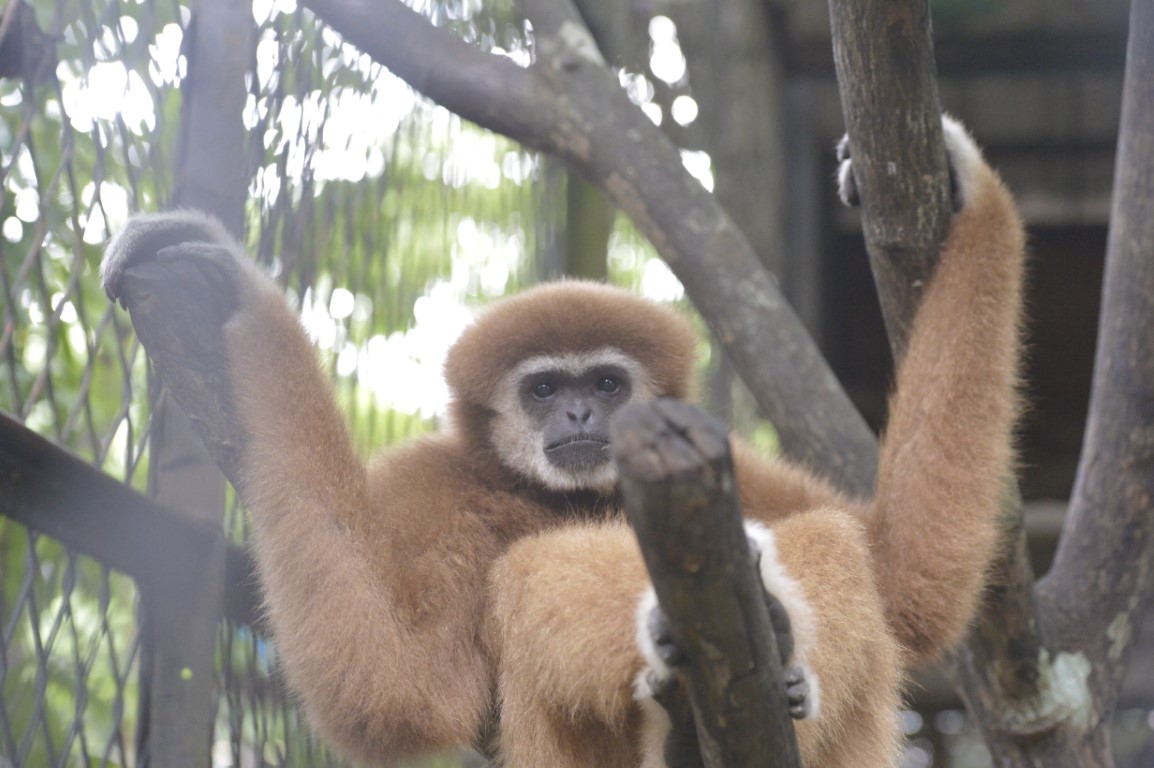 Lar gibbon, White-handed gibbon