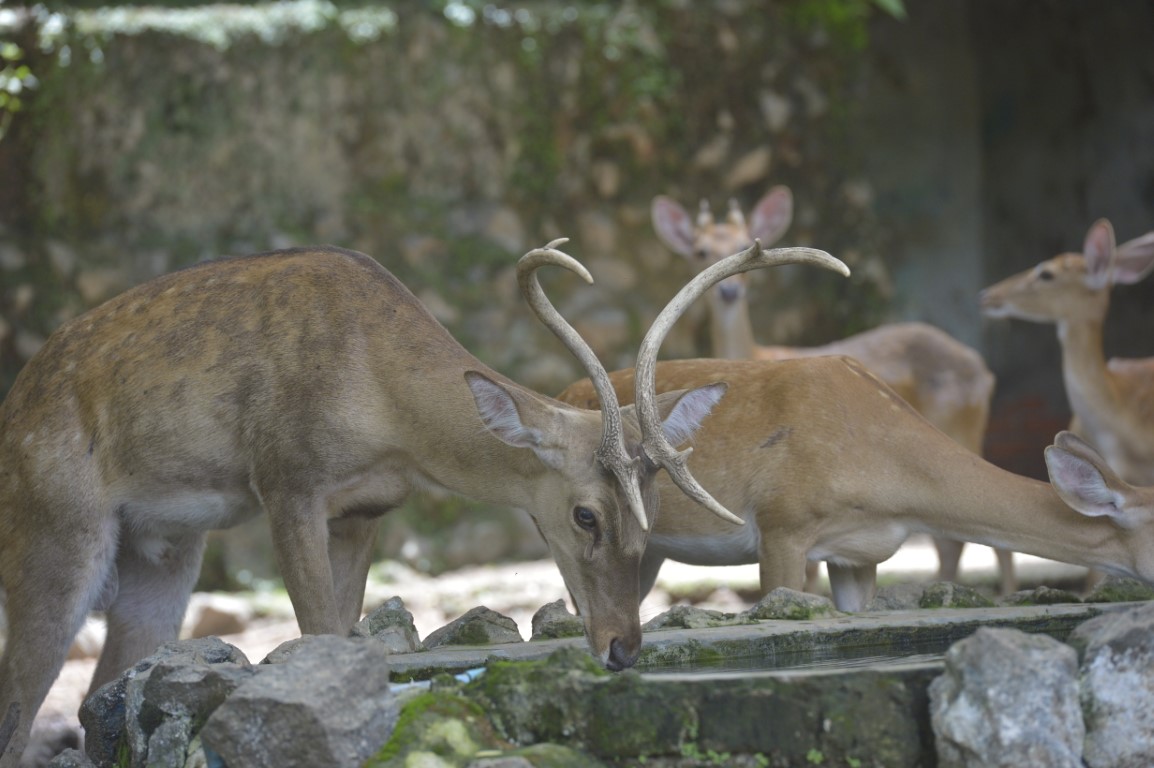 Eld's Deer