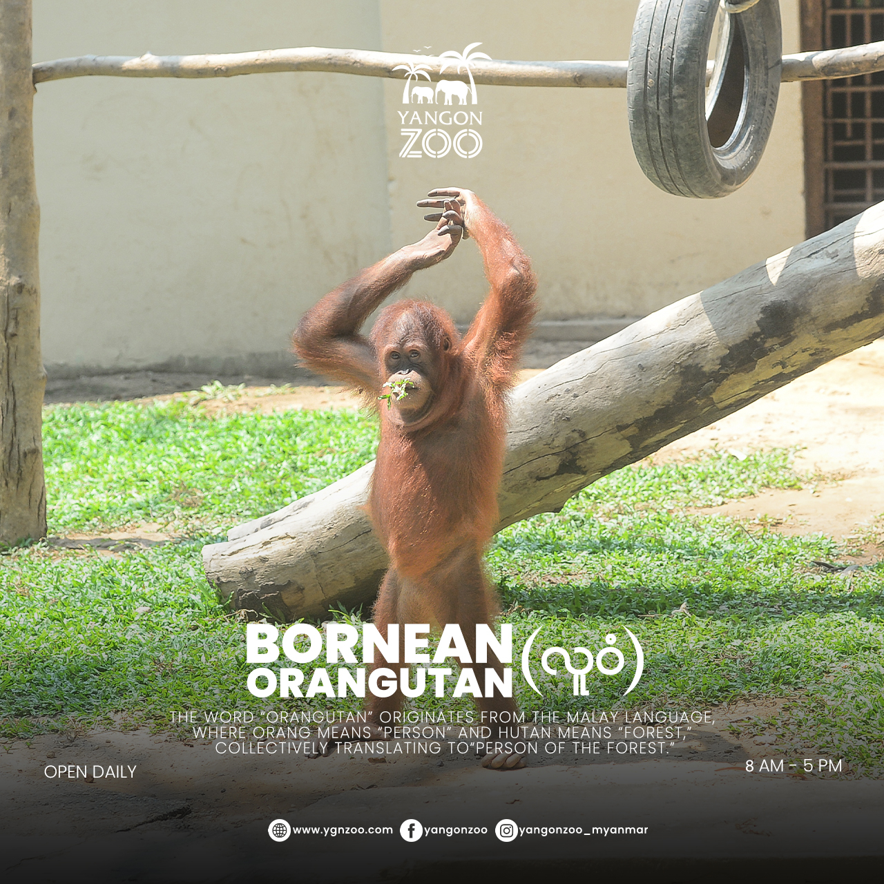 Bornean orangutan