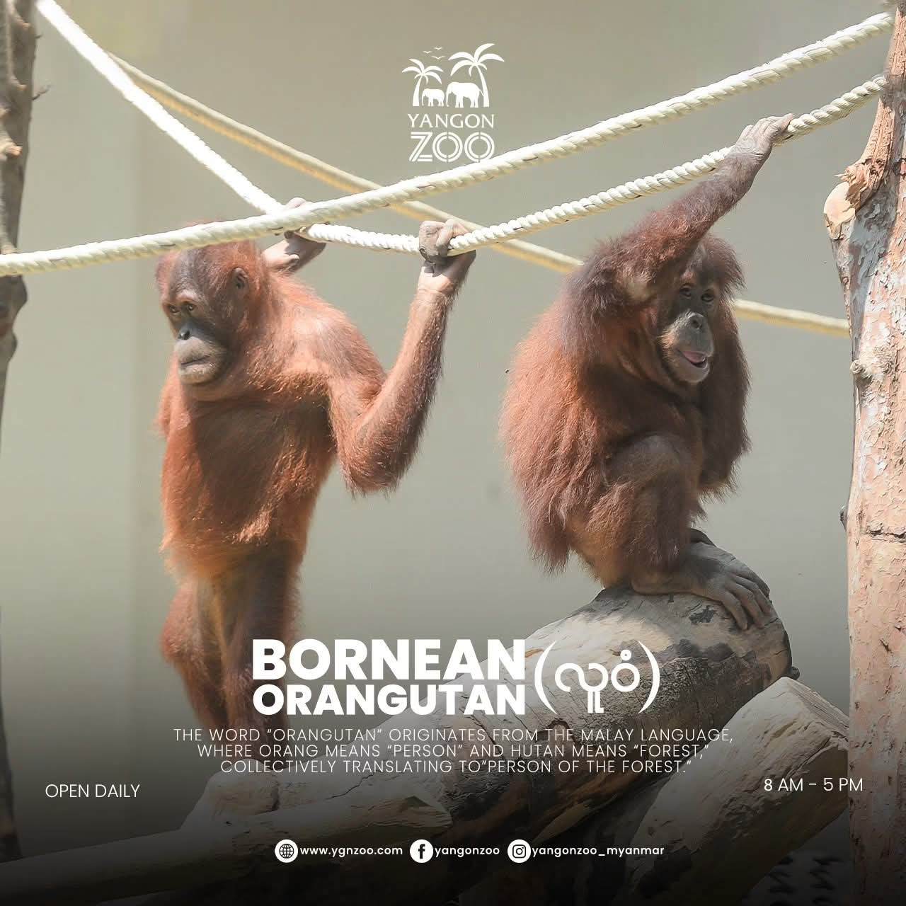 Orangutans Have Arrived at Yangon Zoo!